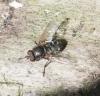 Pollenia sp.